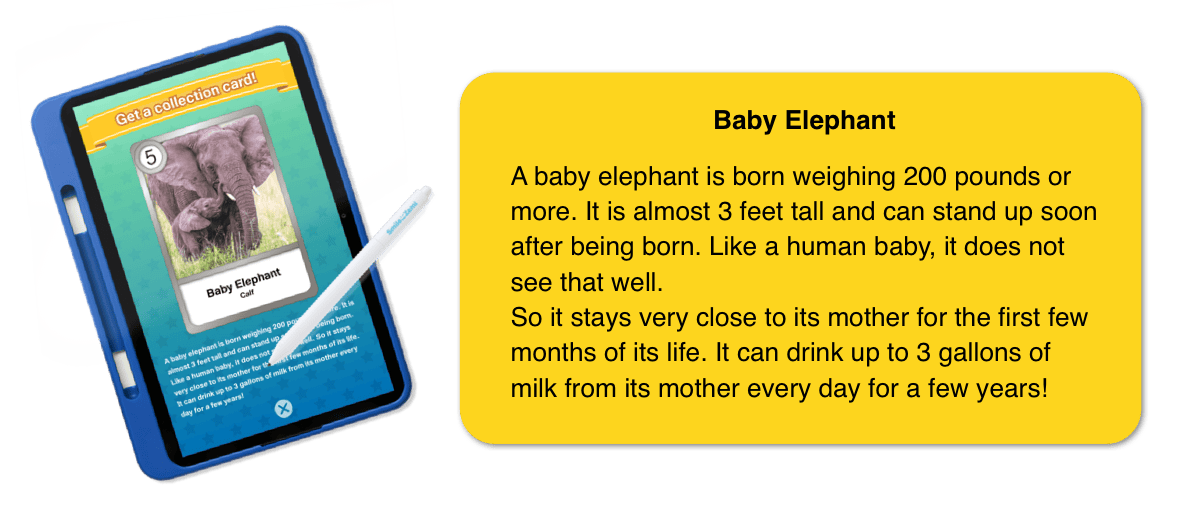 Baby Elephant: A baby elephant is born weighing 200 pounds or more. It is almost 3 feet tall and can stand up soon after being born. Like a human baby, it does not see that well. So it stays very close to its mother for the first few months of its life. It can drink up to 3 gallons of milk from its mother every day for a few years!